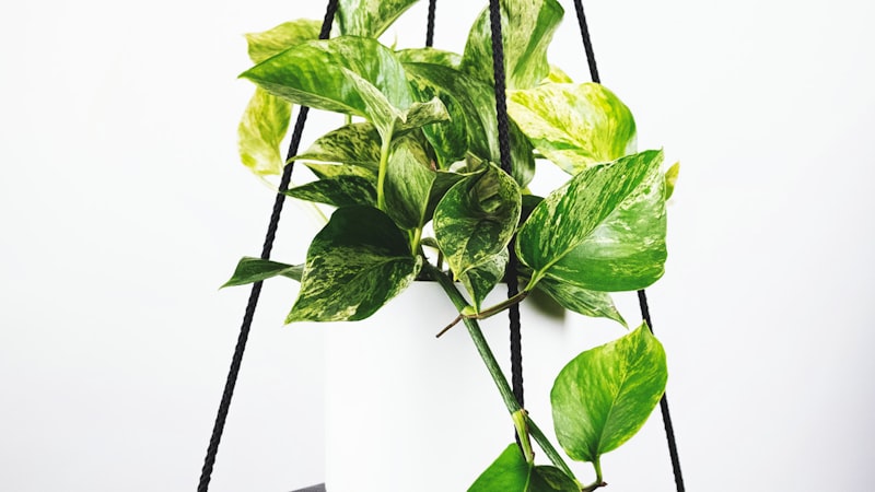 2026世界杯小组赛A组焦点战直播预告画面